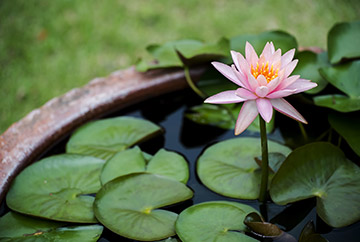 Rosa Lotusblume im Wasser